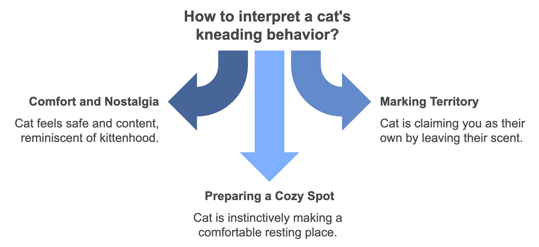 Cats Kneading behavior Infographic