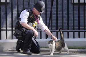 Larry - The Chief Mouser of Downing Street