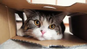 Maru - The King of Boxes