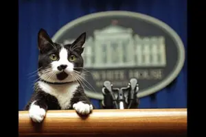 Socks - The First Cat of the United States