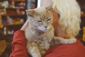 Stubbs - The Cat Mayor