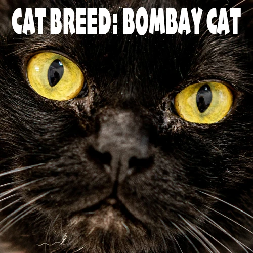 Bombay Cat Blog Image
