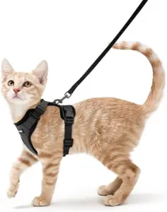 Cat Leash & Harness
