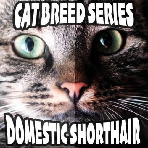 Domestic Shorthair