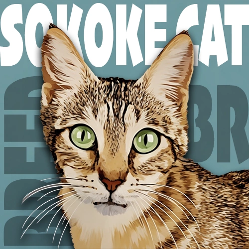 Sokoke Cat
