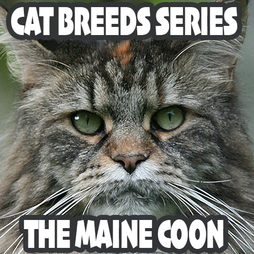 maine coon cat breed