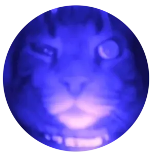 gonzo the cat collar camera