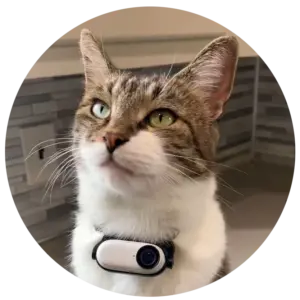 mrkitters cat collar camera