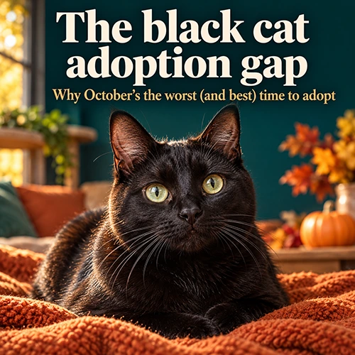 Black cat adoption gap